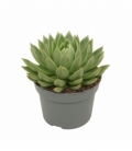 Echeveria