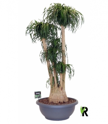 Beaucarnea