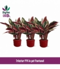 Calathea