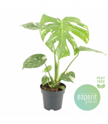 Monstera