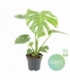 Monstera