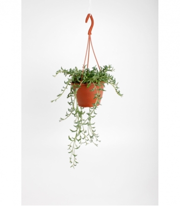 Senecio