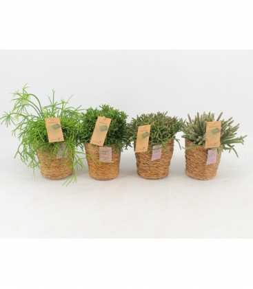 Rhipsalis