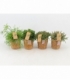 Rhipsalis