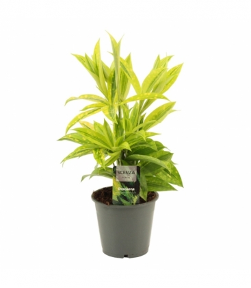 Dracaena