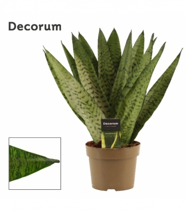 Sansevieria