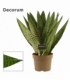 Sansevieria