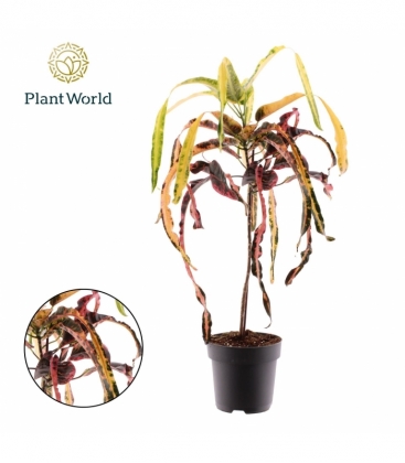 Codiaeum
