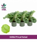 Calathea