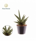 Sansevieria