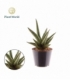 Sansevieria