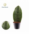Sansevieria