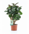 Polyscias