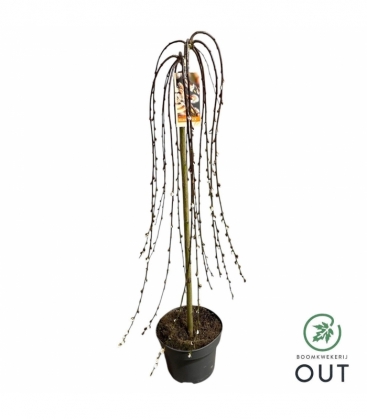 Salix