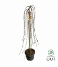 Salix