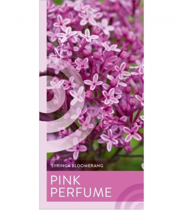 Syringa