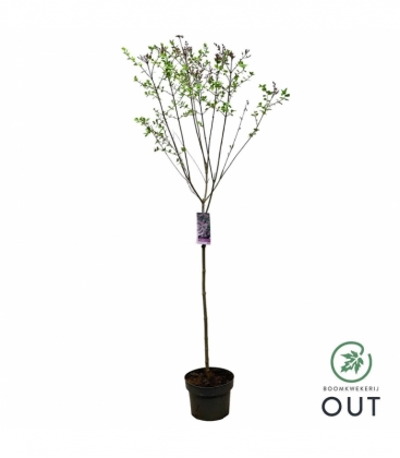 Syringa