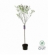 Syringa