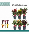 Zantedeschia