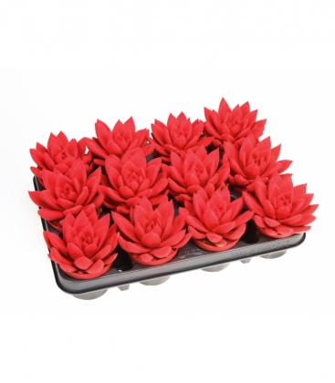 Echeveria
