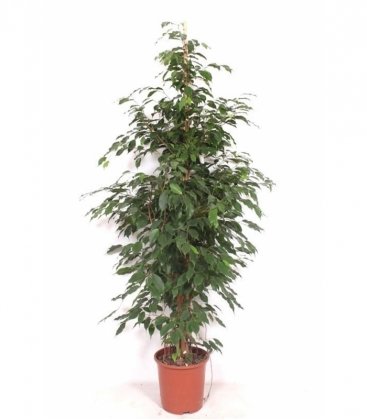 Ficus