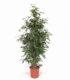Ficus