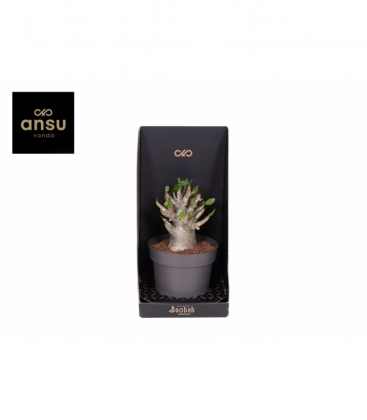 Adenium