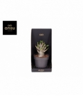 Adenium