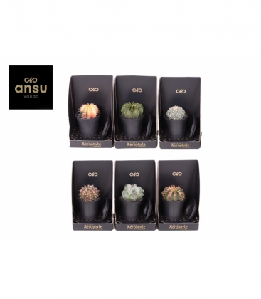 Cactus