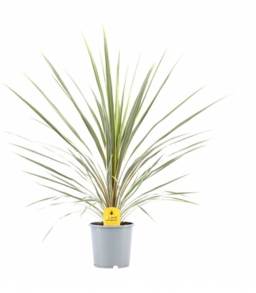 Cordyline