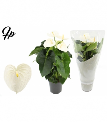 Anthurium