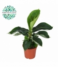 Musa