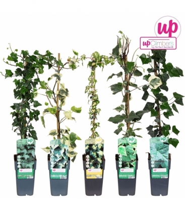 Hedera