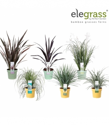 Grasses