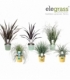 Grasses