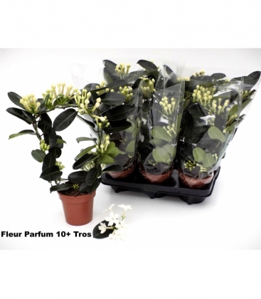 Stephanotis