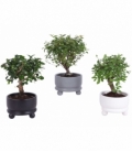 Bonsai