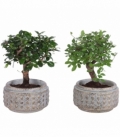 Bonsai