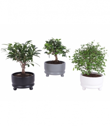 Bonsai