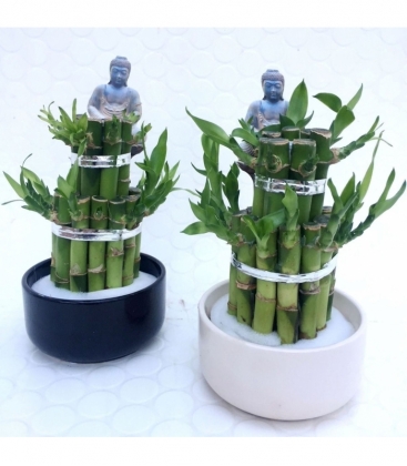 Dracaena