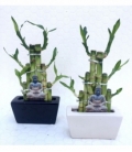 Dracaena