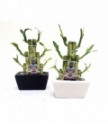 Dracaena