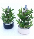 Dracaena