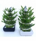 Dracaena