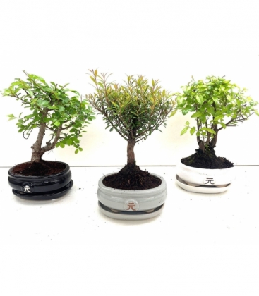 Bonsai