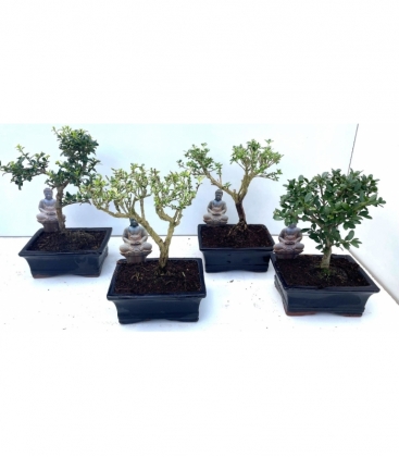 Bonsai
