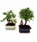 Bonsai