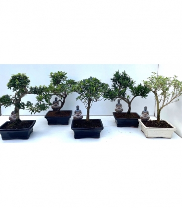 Bonsai