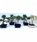 Bonsai