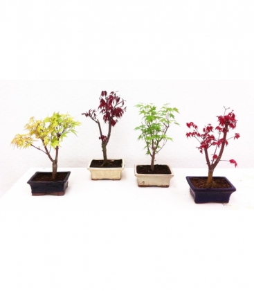 Bonsai